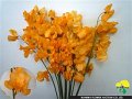 Lathyrus odoratus Orange(dyed)